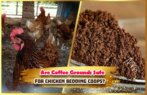 coffee ground animal bedding|will chickens eat coffee grounds.